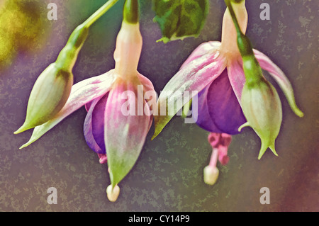 Two Fuchsia flowers with two buds, painting, processed from a photograph, special effect, Stock Photo