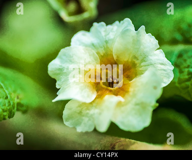 Painting effect applied on a photo of white garden flower on green leaves with raindrops on its petals Stock Photo