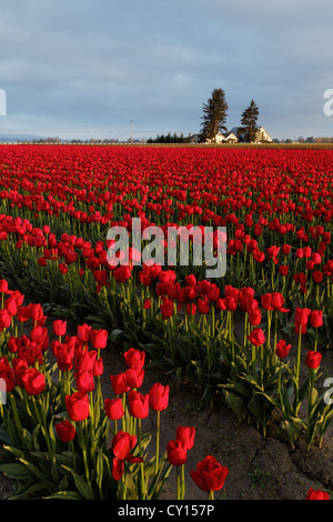 Rows of red tulips, Skagit Valley, Mount Vernon, Washington Stock Photo