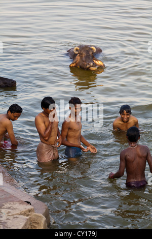 Young People sharing a Bath with Water Buffaloes in the holy river Ganges in Varanasi, India Stock Photo