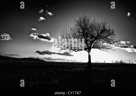 Sun appearing behind a tree on a hill in prezganje in the Jance hills to the east of Ljubljana, Slovenia. Stock Photo