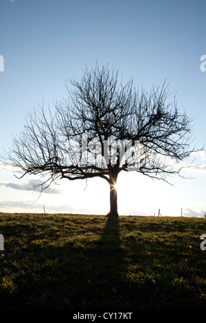sun appearing behind a tree on a hill in prezganje in the Jance hills to the east of Ljubljana, Slovenia Stock Photo