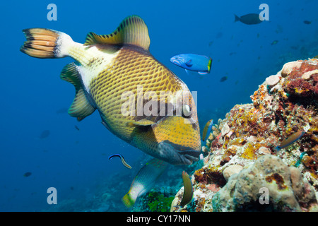 Green Giant Triggerfish, Balistoides viridescens, Thaa Atoll, Maldives Stock Photo