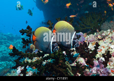 Pair of Red-tailed Butterflyfish, Chaetodon Collare, Thaa Atoll, Maldives Stock Photo