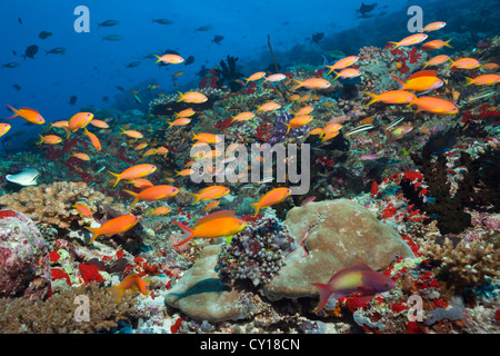 Anthias in Coral Reef, Nemanthias carberry, North Male Atoll, Maldives Stock Photo