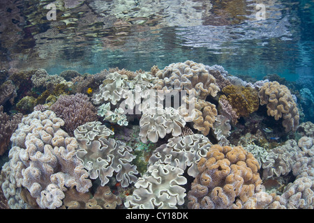Colony of Soft Lether Corals, Sarcophyton sp., Misool, West Papua, Indonesia Stock Photo