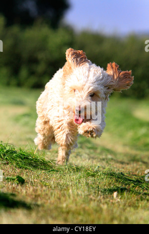 Running Cockapoo in field of cut grass Stock Photo