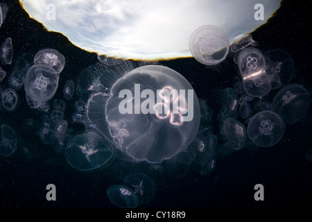 Aggregation of Moon Jellyfish, Aurelia aurita, Misool, West Papua, Indonesia