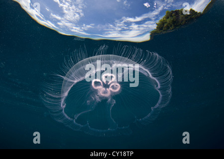 Moon Jellyfish pulses under surface, Aurelia aurita, Misool, West Papua, Indonesia