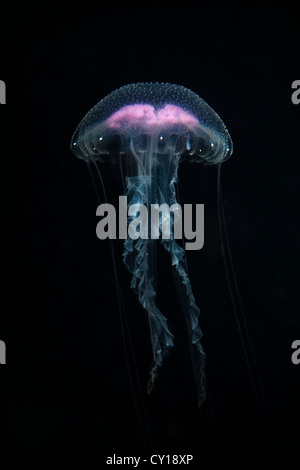 Luminescent Jellyfish, Pelagia noctiluca, Misool, West Papua, Indonesia