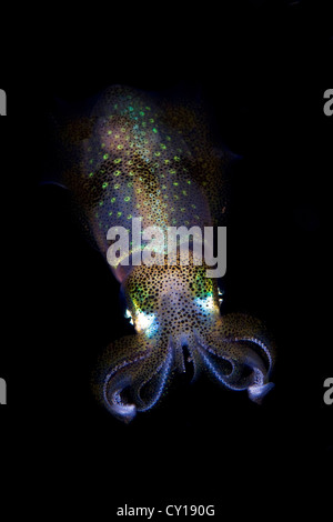 Reef Squid at Night, Sepioteuthis lessoniana, Misool, West Papua, Indonesia Stock Photo