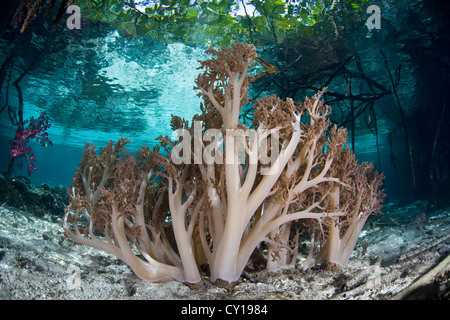 Leather Soft Corals in Mangrove Forest, Litophyton sp., Raja Ampat, West Papua, Indonesia Stock Photo