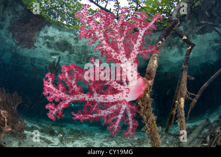 Soft Coral in Mangrove Forest, Dendronephthya sp., Raja Ampat, West Papua, Indonesia
