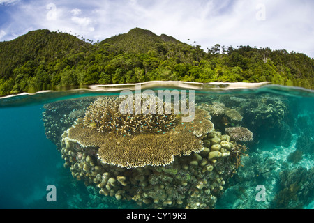 Table Corals on Reef Top, Acropora sp., Raja Ampat, West Papua, Indonesia Stock Photo
