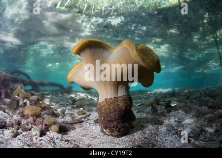 Leather Soft Corals in Mangrove Forest, Sarcophyton sp., Raja Ampat, West Papua, Indonesia Stock Photo