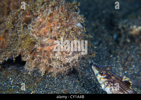 Striped Hairy Frogfish hunting Reef Fish, Antennarius striatus, Lembeh Strait, Sulawesi, Indonesia Stock Photo