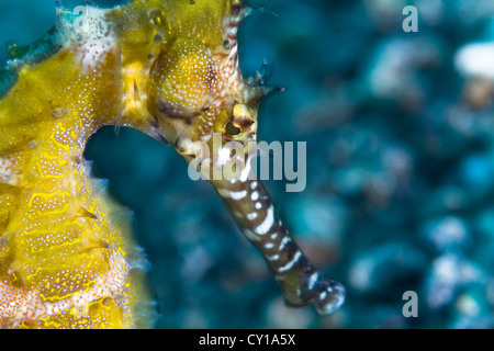 Yellow Thorny Seahorse, Hippocampus hystrix, Lembeh Strait, Sulawesi, Indonesia Stock Photo