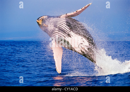Breaching Humpback Whale, Megaptera novaeangliae, Hawaii, USA Stock Photo
