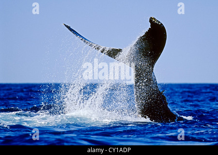Fluke of Humpback Whale, Megaptera novaeangliae, Hawaii, USA Stock Photo