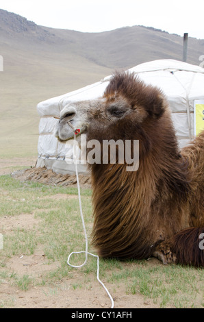 Bactrian camel (Camelus bactrianus) Terelj National Park, Mongolia Stock Photo