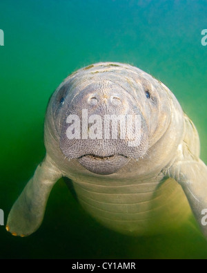 Florida Manatee, Trichechus manatus latirostris, Crystal River, Florida, USA Stock Photo