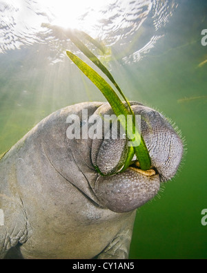 Florida Manatee, Trichechus manatus, Crystal River, Florida, USA Stock Photo