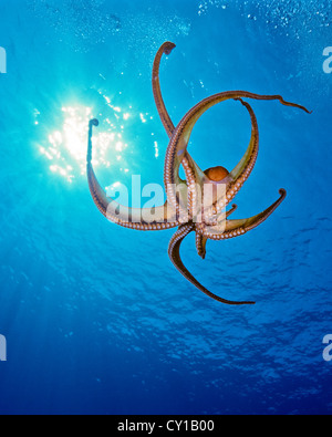 Day Octopus, Octopus cyanea, Big Island, Hawaii, USA Stock Photo