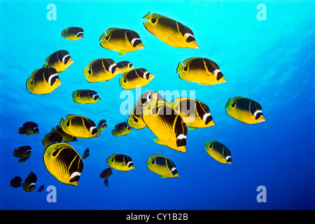 School of Raccoon Butterflyfish, Chaetodon lunula, Big Island, Hawaii, USA Stock Photo