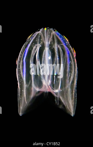 Bioluminescent Warty Comb Jellyfish, Mnemiopsis leidyi, Hawaii, USA Stock Photo