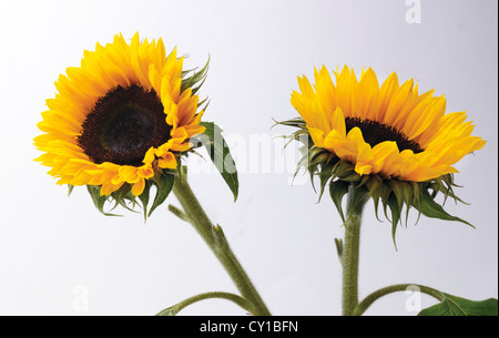 Two bright yellow sunflowers against a clear blue sky Stock Photo - Alamy