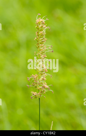 Crested Dog's-tail, Cynosurus cristatus, blown by the breeze Stock Photo