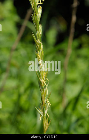 Common Couch Grass, Elytrigia repens Stock Photo