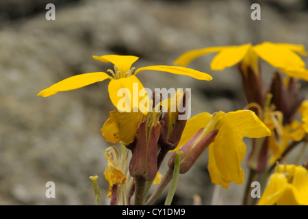 Wallflower, Erysimum cheiri, growing wild at Montgomery Castle Stock Photo