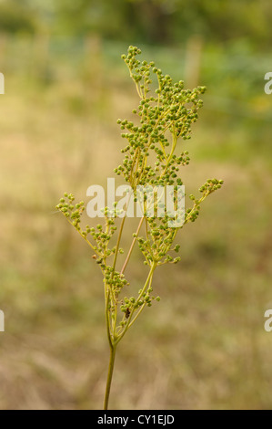 Meadowsweet, Filipendula ulmaria, fruits in autumn Stock Photo
