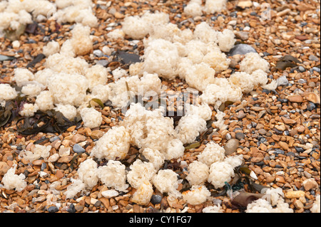 mermaid’s purse dog fish and mass common whelk eggcases washed ashore from sea by heavy storm Stock Photo