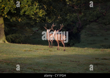 A pair of red deer stags (Cervus elaphus) with impressive antlers side lit by the low dawn autumn fall sun in an English Park