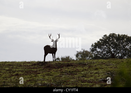 Red Deer Stag (Cervus elaphus) in silhouette on a hill top during dawn in Autumn Stock Photo