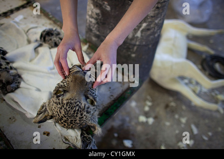 taxidermy. Hunters from US and Germany shoot wildlife and stuff it as a trophy in a taxidermy workshop in Namibia. Stock Photo