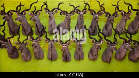 taxidermy. Hunters from US and Germany shoot wildlife and stuff it as a trophy in a taxidermy workshop in Namibia. Stock Photo