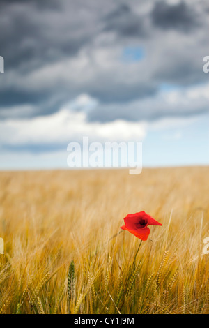 Poppy in a field of wheat Stock Photo