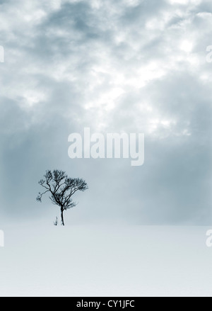 Solitary tree in snowy bleak landscape