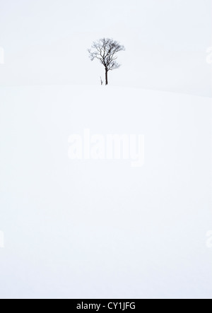 Solitary tree in snowy bleak landscape Solitary tree in snowy bleak landscape