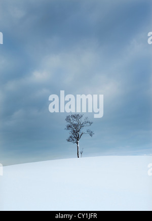 Solitary tree in snowy bleak landscape Solitary tree in snowy bleak landscape