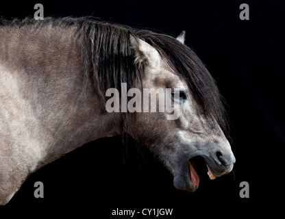 scottish pony laughing Stock Photo