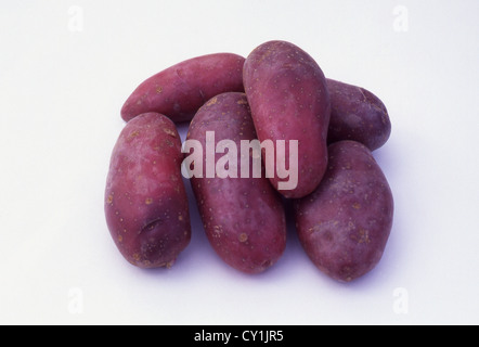 Sample of 6 'Roseval' second early salad potato tubers on a white background. Stock Photo