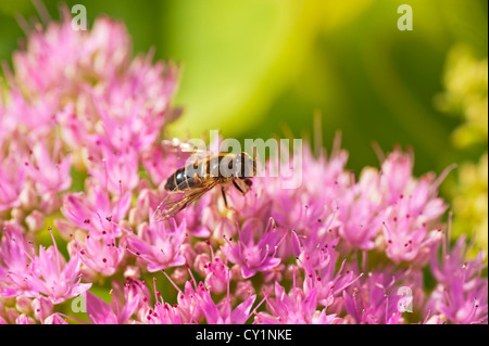 Bee on flower taken at Amlwch Anglesey North Wales UK. Stock Photo