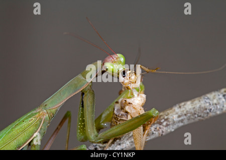 A praying mantis eating a cricket Stock Photo