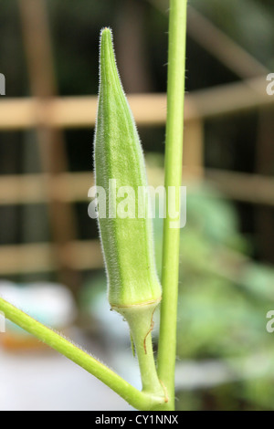 lady's finger or gumbo Stock Photo