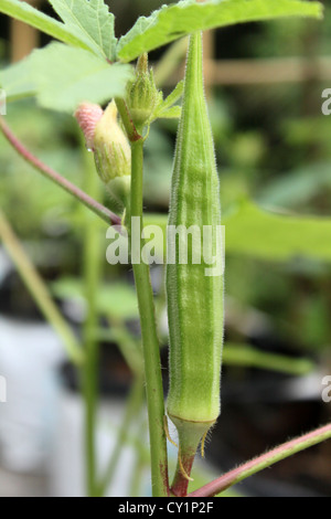 lady's finger or gumbo Stock Photo