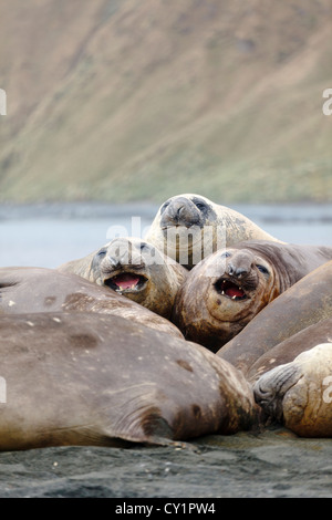 Southern elephant seal (Mirouanga leonina)  in Macquarie island - Tasmania - Australia Stock Photo